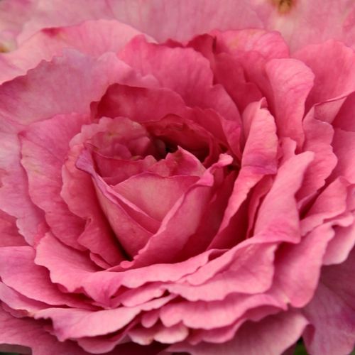 Comprar rosales online - Rosas Floribunda - rosa - Rosal Csíkszereda - rosa sin fragancia - Márk Gergely - Las flores con multitud de pétalos son de color rosa pálido. El rosal es alto y de forma de arbusto. Son ideales plantadas solitariamente.